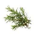 Rosemary
